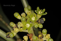 Psychotria anamallayana